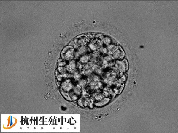 嵌合体胚胎分为异源嵌合和同源嵌合