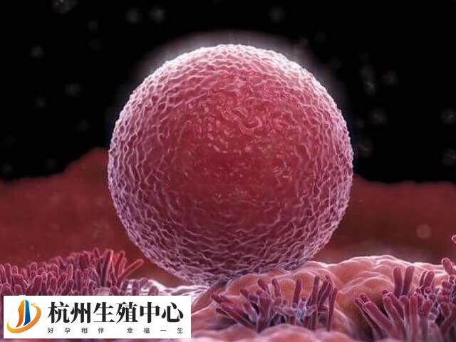 试管移植时间并非固定在月经的某一天