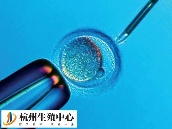 雌二醇不足会影响囊胚移植成功率