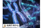 嵌合体囊胚一般是不是男孩