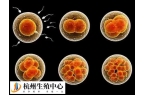 什么胚胎适合拿去养囊